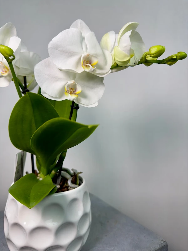 Champagne 2'li Phalaenopsis Orkide