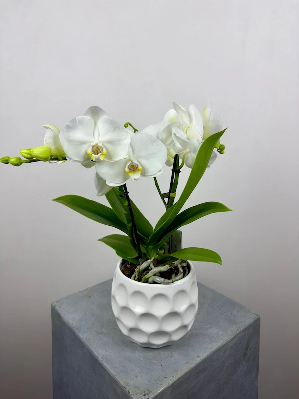 Champagne 2'li Phalaenopsis Orkide
