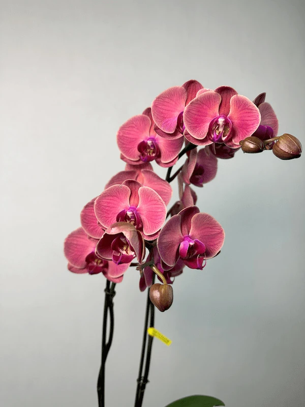 Asian Coral 2'li Phalaenopsis Orkide