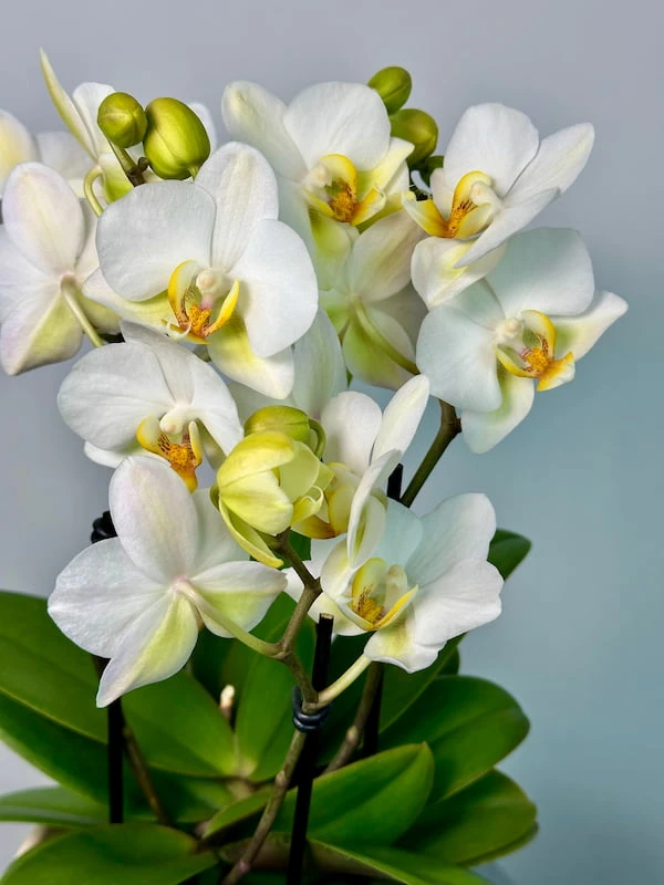 Beyaz Boquetto Orkide