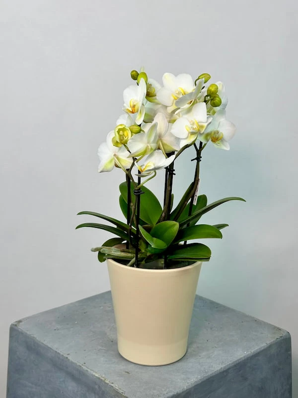 Beyaz Boquetto Orkide