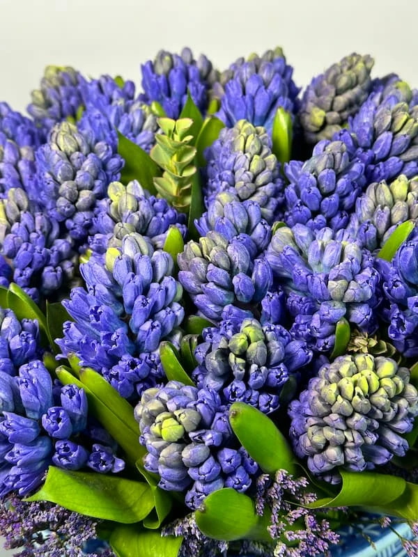 Liora Sümbül Aranjman