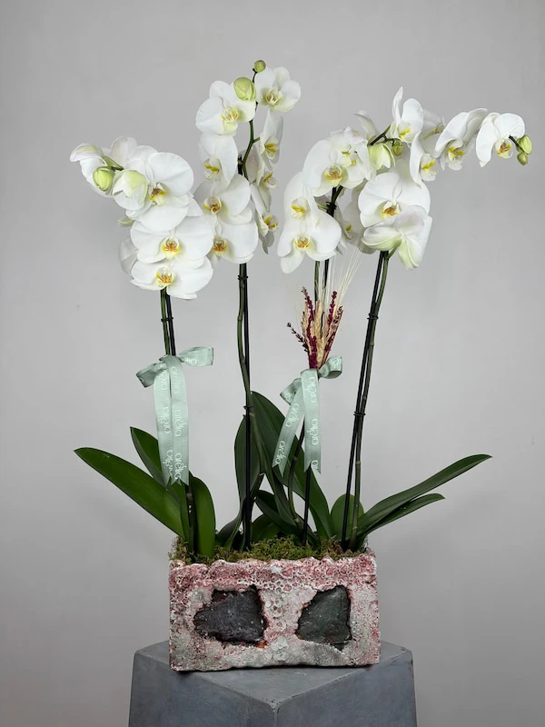 Pagrus Seramikte Dört Dallı Beyaz Orkide