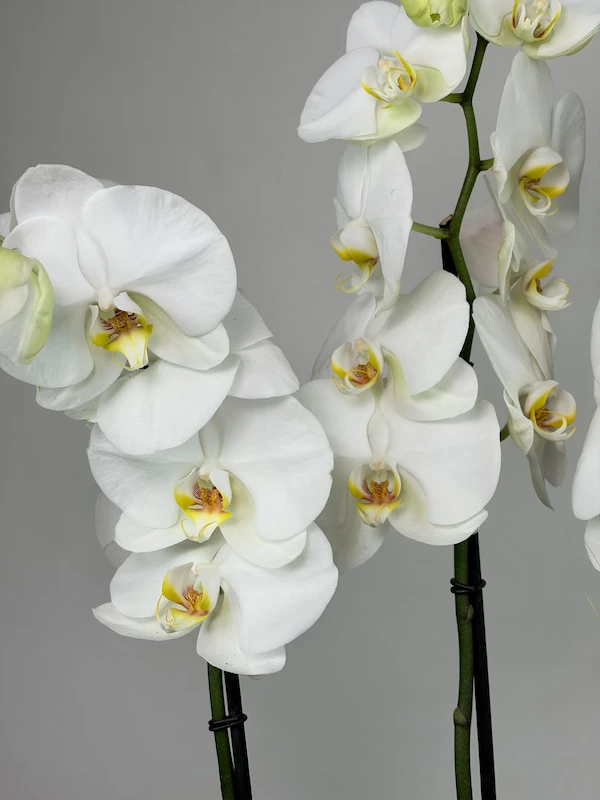 Pagrus Seramikte Dört Dallı Beyaz Orkide