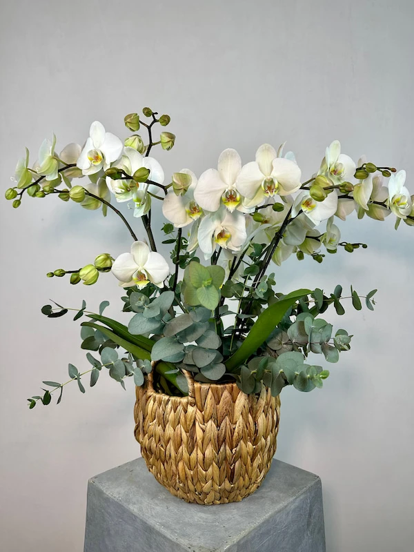 Maistro Sepette 4'lü Orkide Beyaz Phalaenopsis