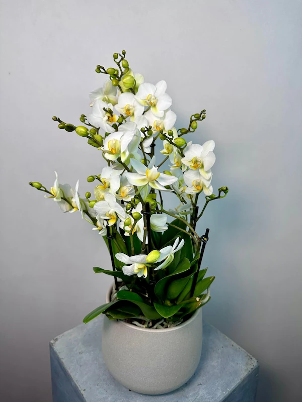 Bella Gri Taş Saksıda Beyaz Bellissimo Orkide