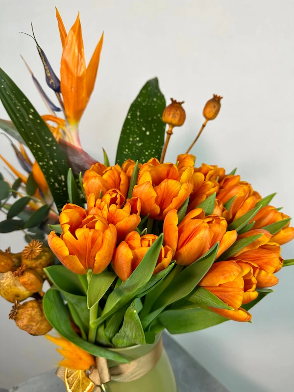 Turuncu Laleler ve Starliçe